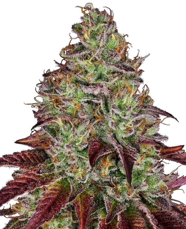 Tezla OG Sensi Seeds