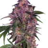 Sensi Purple Kush Sensi Seeds