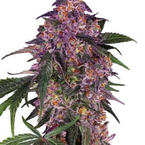 Sensi Purple Kush Sensi Seeds