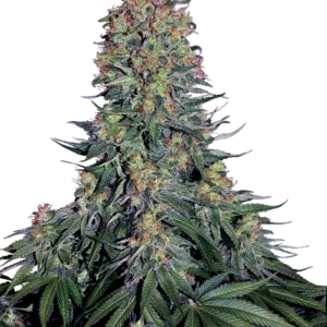 Blue Skunk Sensi Seeds