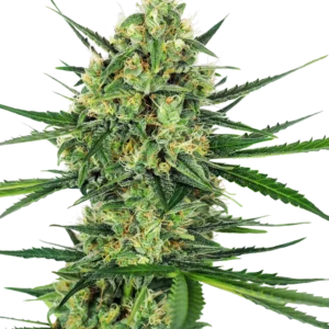 Tangerine Sugar Sensi Seeds