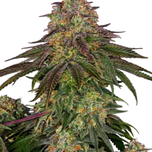 Sweet Cherry Kush Sensi Seeds