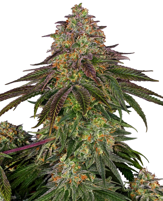 Sweet Cherry Kush Sensi Seeds
