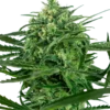Sensi Amnesia Sensi Seeds