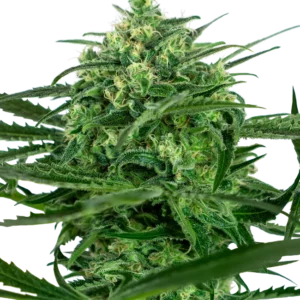 Sensi Amnesia Sensi Seeds