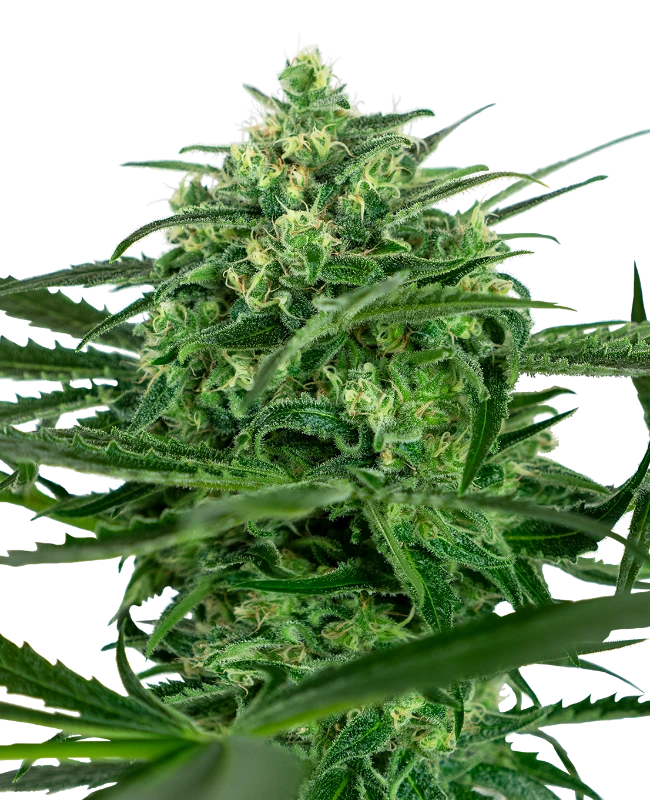 Sensi Amnesia Sensi Seeds