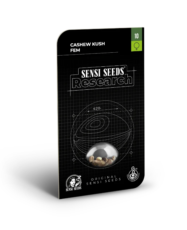 Cashew Kush Sensi Seeds - Imagen 2