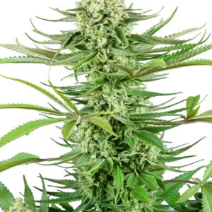 Cashew Kush Sensi Seeds