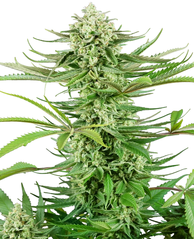 Cashew Kush Sensi Seeds