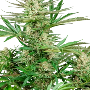 Malibu OG Gold Sensi Seeds