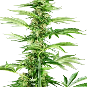 Honey Melon Haze Sensi Seeds