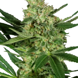 Pumpkin Spice Sensi Seeds