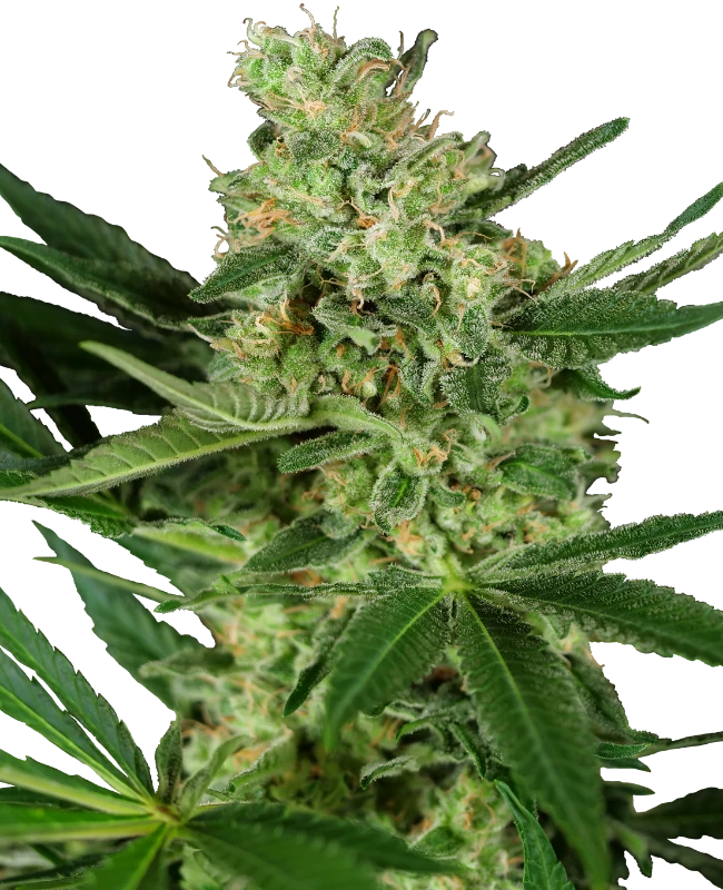 Pumpkin Spice Sensi Seeds