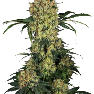 Aloha OG Sensi Seeds