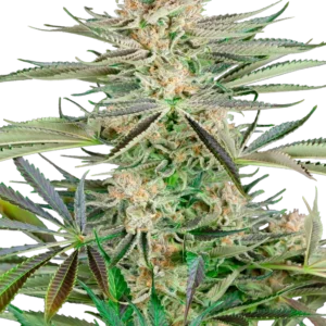 Screwdriver OG Sensi Seeds