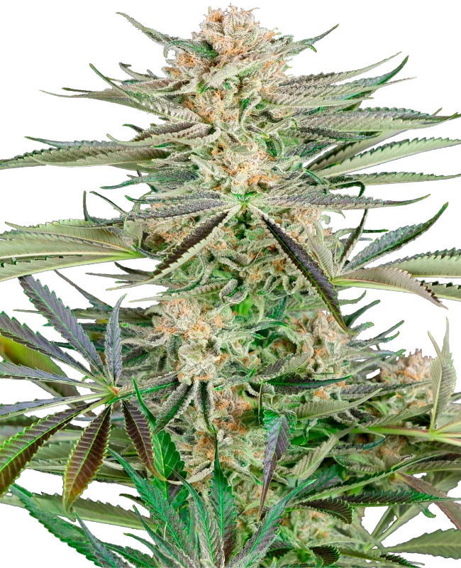 Screwdriver OG Sensi Seeds