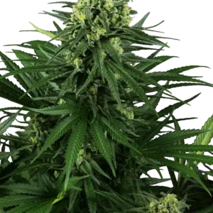 Honey Melon Kush Sensi Seeds