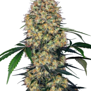 Sensi Amnesia XXL Auto Sensi Seeds