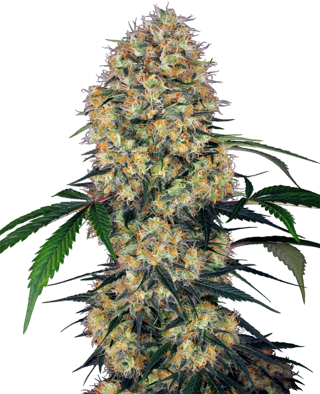 Sensi Amnesia XXL Auto Sensi Seeds