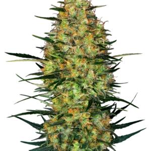 Caramellow Kush Auto Sensi Seeds