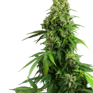 Honey Melon Kush Auto Sensi Seeds