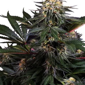 Lockdown Kush Sensi Seeds