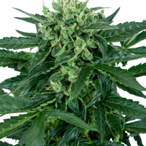 Sensi Amnesia Auto Sensi Seeds