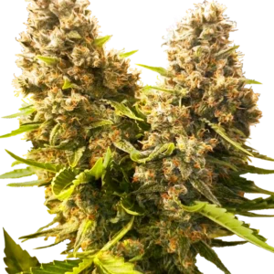 Banana Kush Cake Auto Sensi Seeds