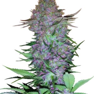 Purple Skunk Auto Sensi Seeds