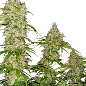 Banana Kush Cake Sensi Seeds