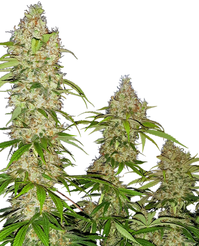 Banana Kush Cake Sensi Seeds
