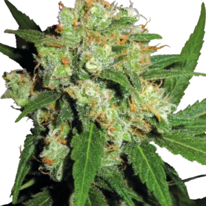 Sensi Skunk Sensi Seeds