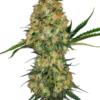 Hindu Kush Sensi Seeds