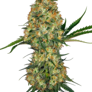 Hindu Kush Sensi Seeds