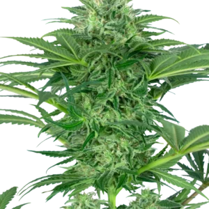 Skunk Dream CBD Sensi Seeds
