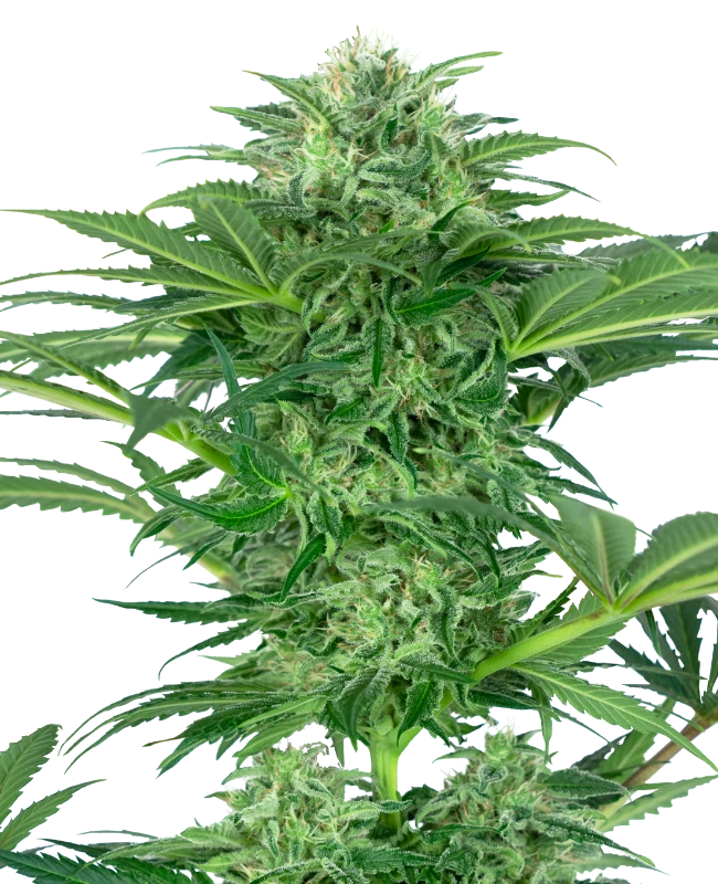 Skunk Dream CBD Sensi Seeds