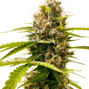 Mandarin Punch Sensi Seeds