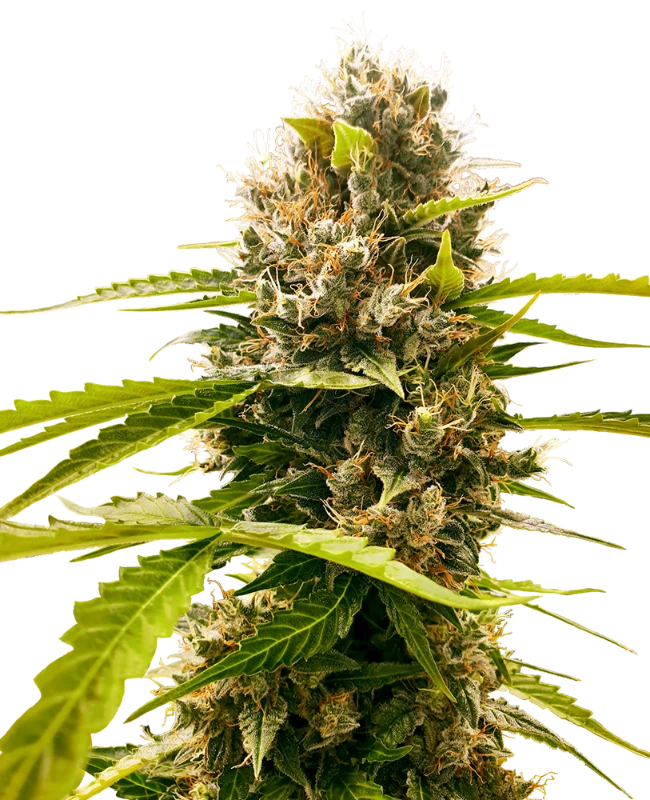 Mandarin Punch Sensi Seeds