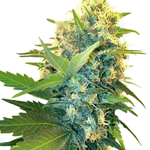 Double Kush Cake Sensi Seeds
