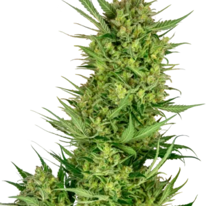Buttercream Gelato Sensi Seeds