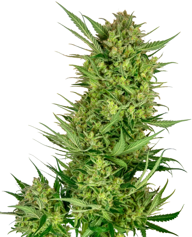 Buttercream Gelato Sensi Seeds