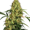 Mexican Sativa Sensi Seeds