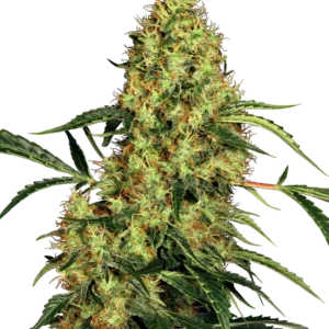 Mexican Sativa Sensi Seeds