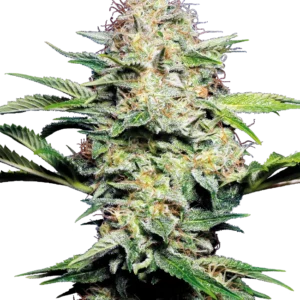 Sensi Skunk Auto Sensi Seeds