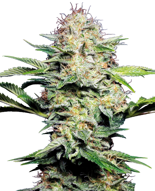 Sensi Skunk Auto Sensi Seeds