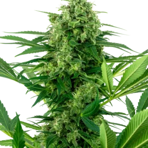 Banana Frosting Sensi Seeds