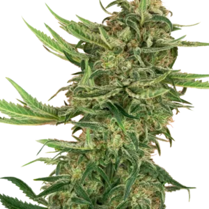 N13 Kush Sensi Seeds