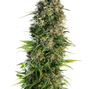 Hindu Kush Auto Sensi Seeds