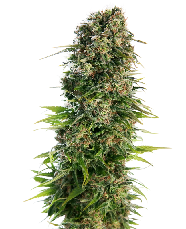 Hindu Kush Auto Sensi Seeds