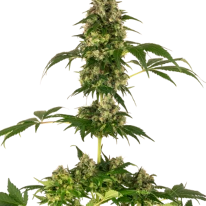 Cobalt Haze Sensi Seeds